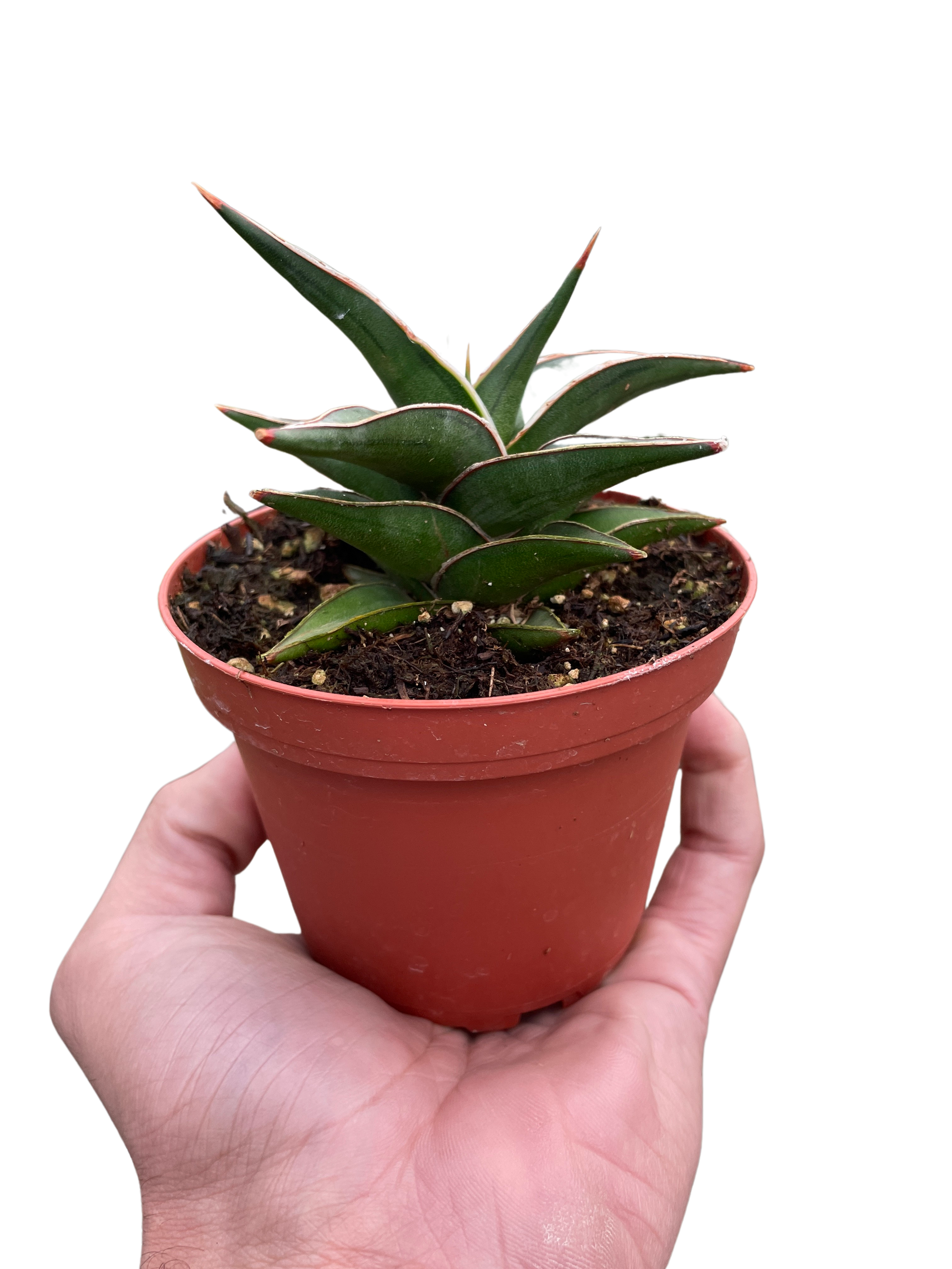 Snake 'Lavranos' 6" potted plant