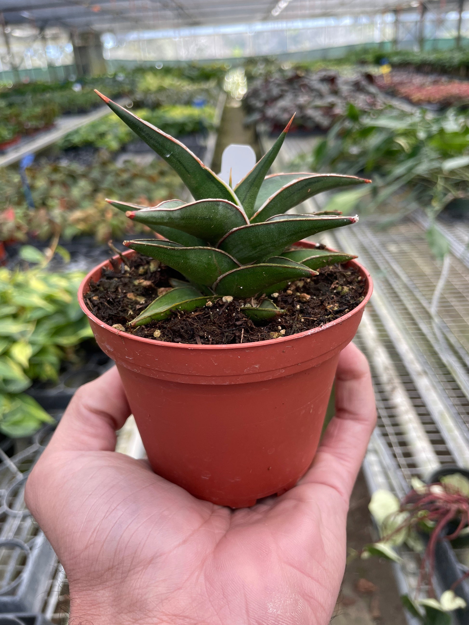 Snake 'Lavranos' 6" potted plant