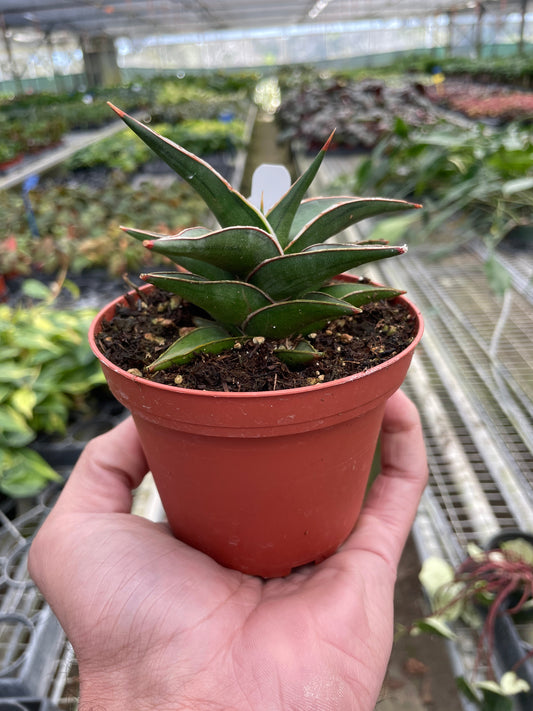 Snake 'Lavranos' 6" potted plant