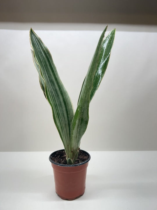 Snake Plant 'Sayuri' potted plant