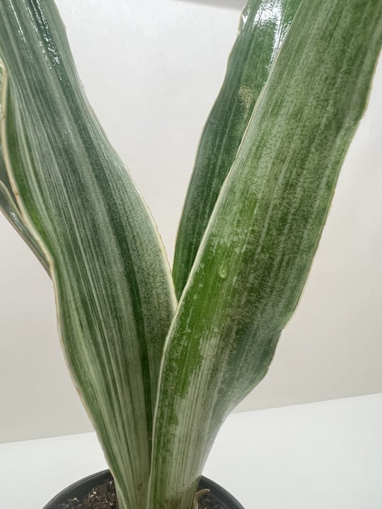 Snake Plant 'Sayuri' potted plant