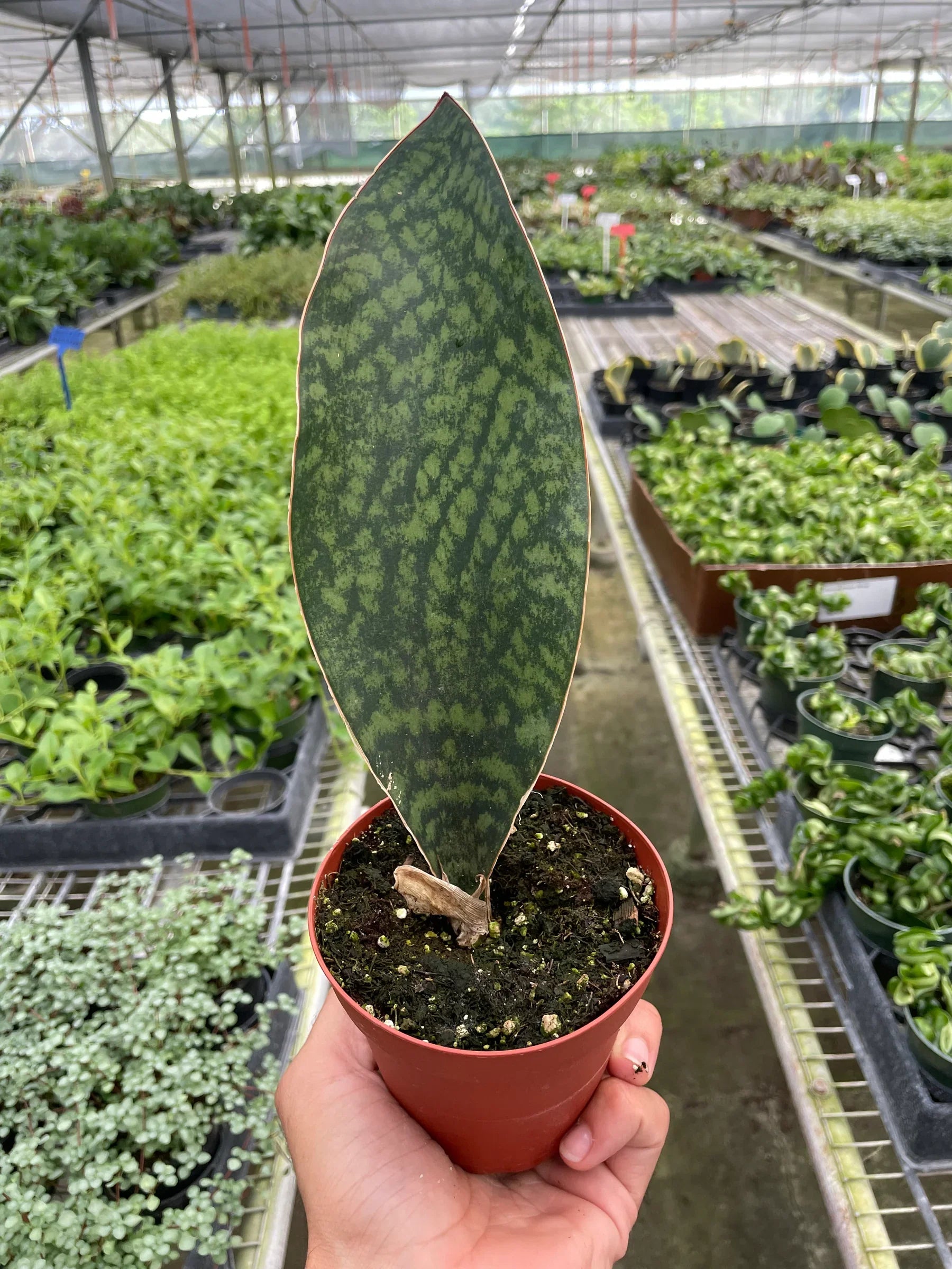 Shark Fin Snake Plant potted plant