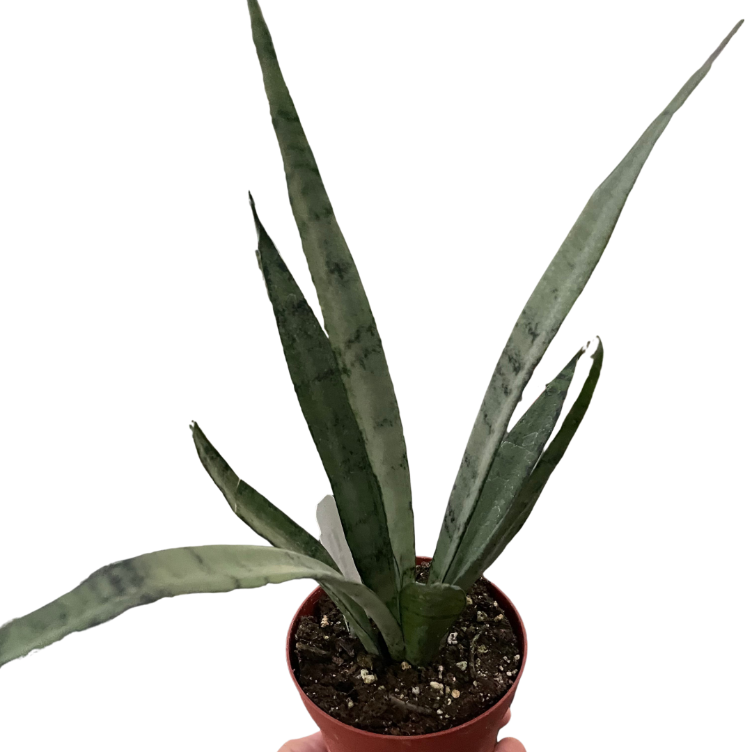 Snake 'Silver Princess' 6" potted plant