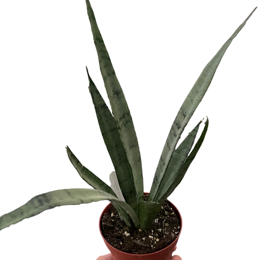 Snake 'Silver Princess' 6" potted plant