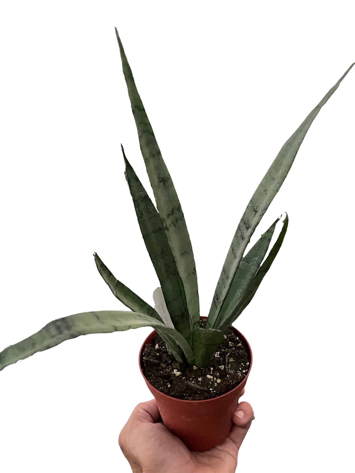 Snake 'Silver Princess' 6" potted plant