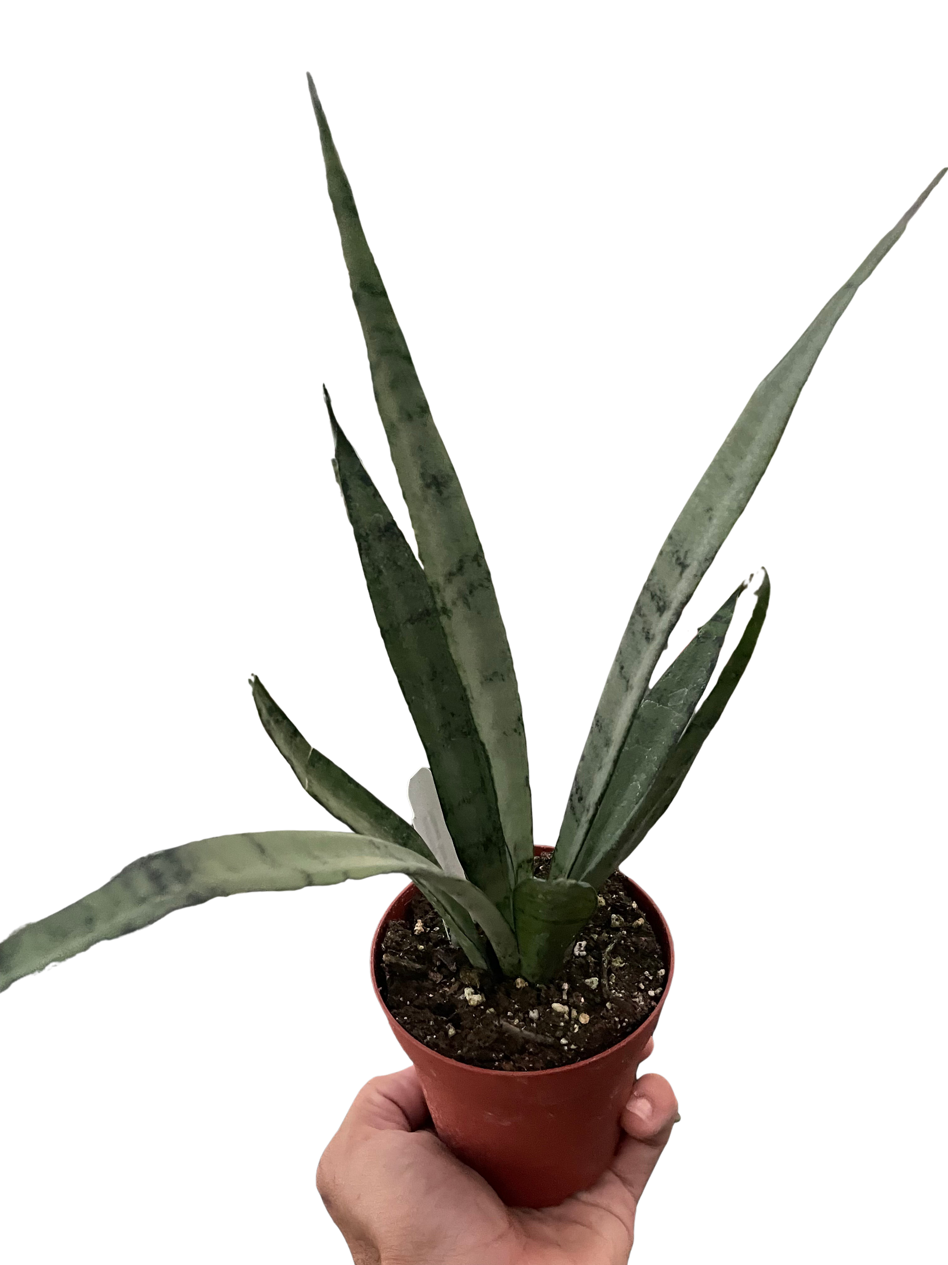 Snake 'Silver Princess' 6" potted plant