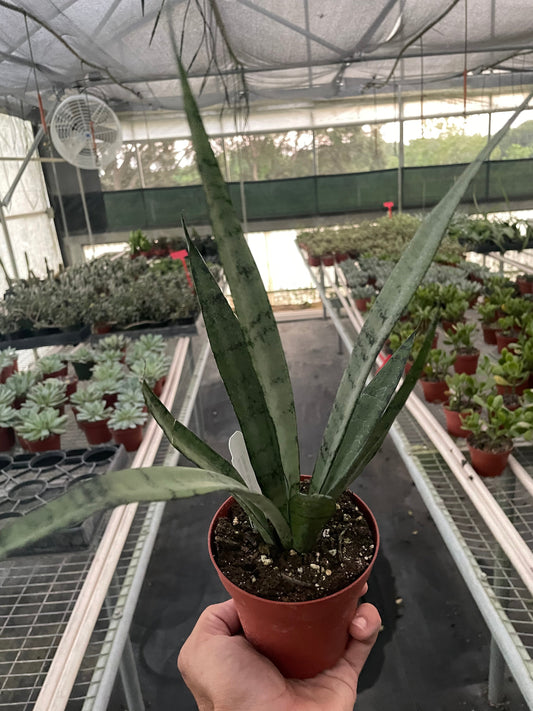 Snake 'Silver Princess' 6" potted plant