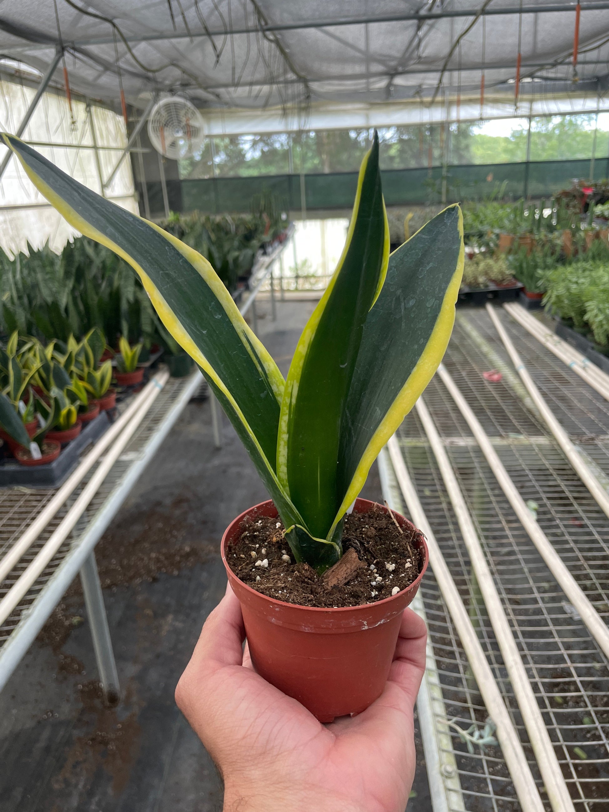 Snake Trifasciata Black Gold potted plant