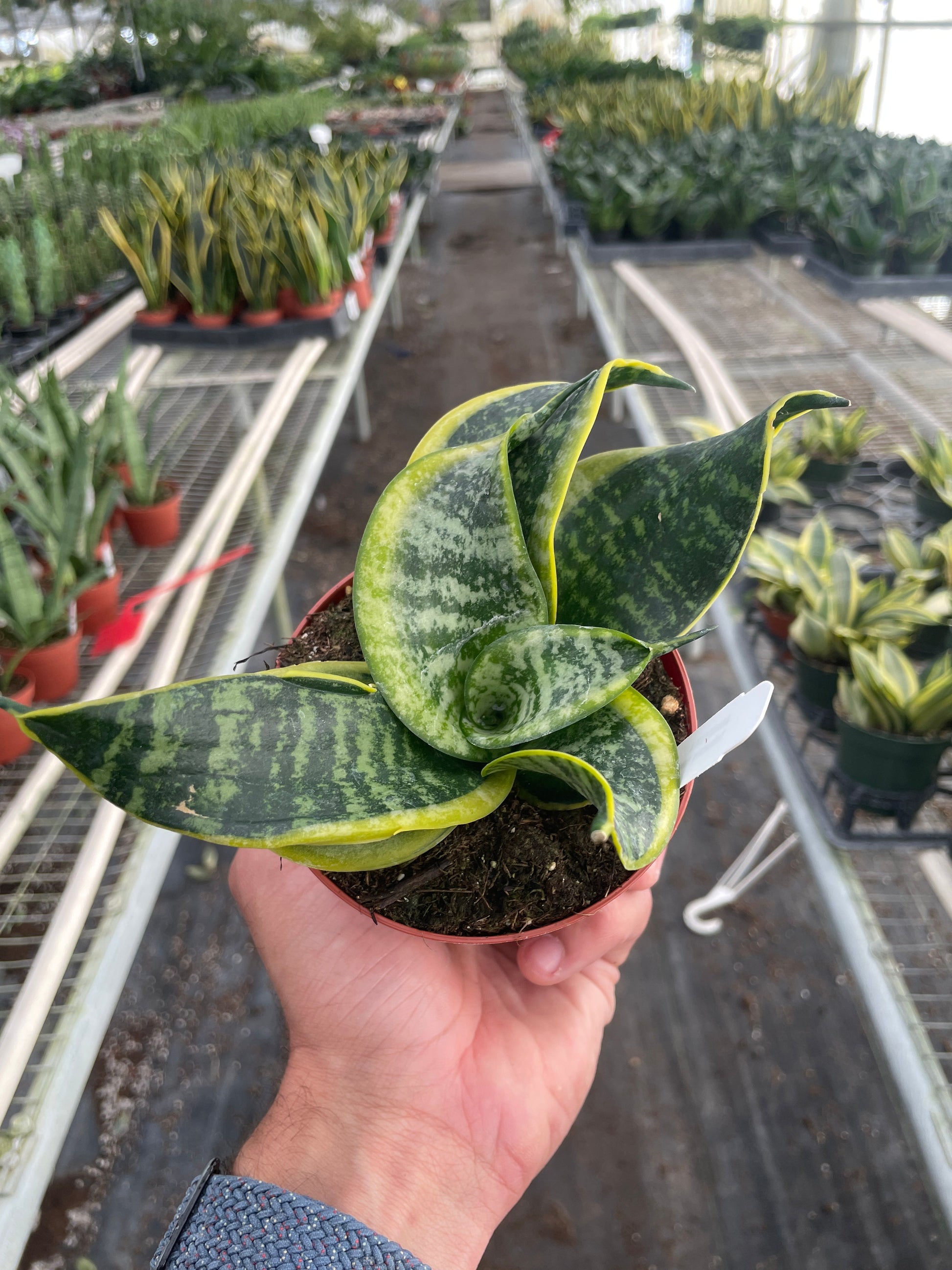 Snake Plant Twist potted plant
