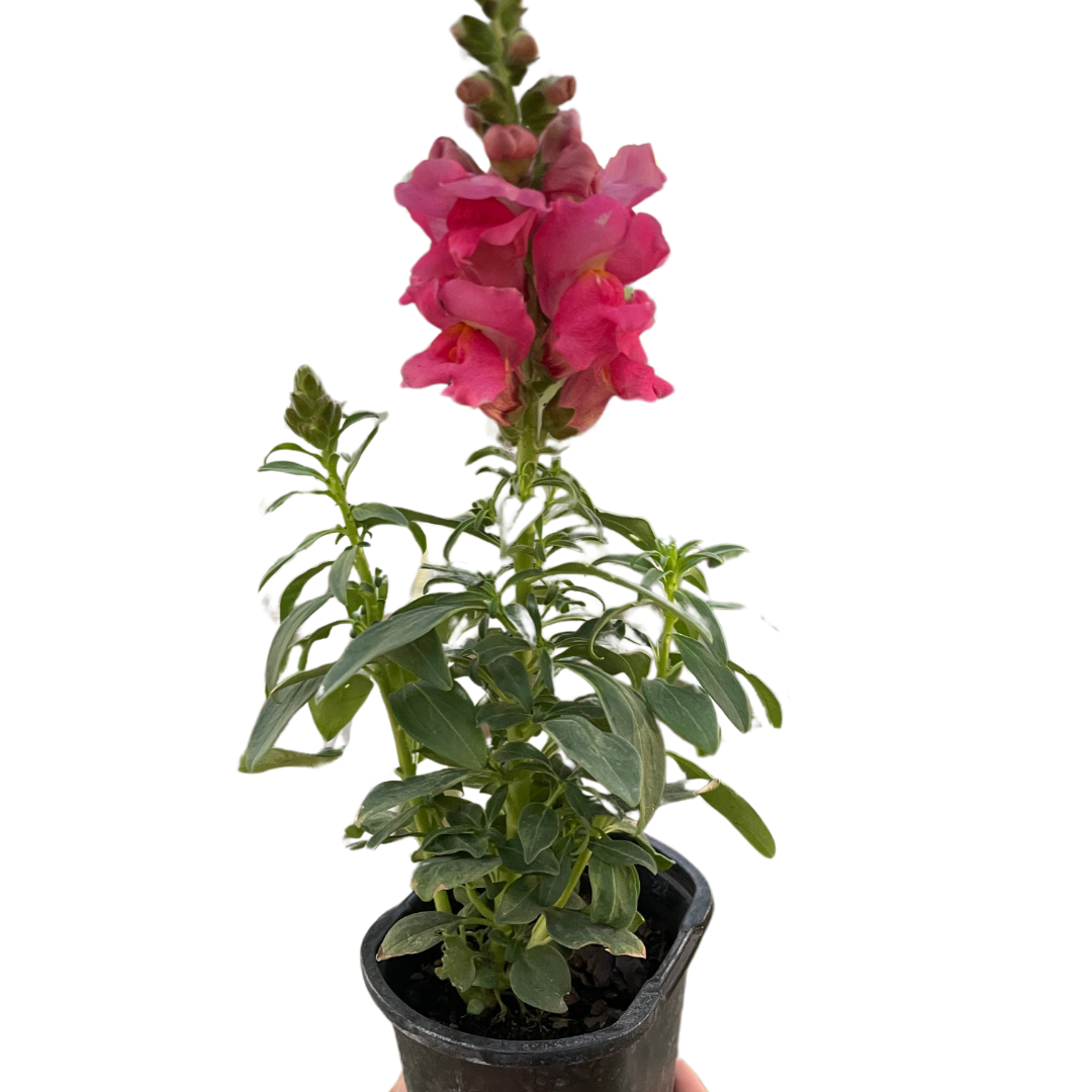 SnapDragon potted plant