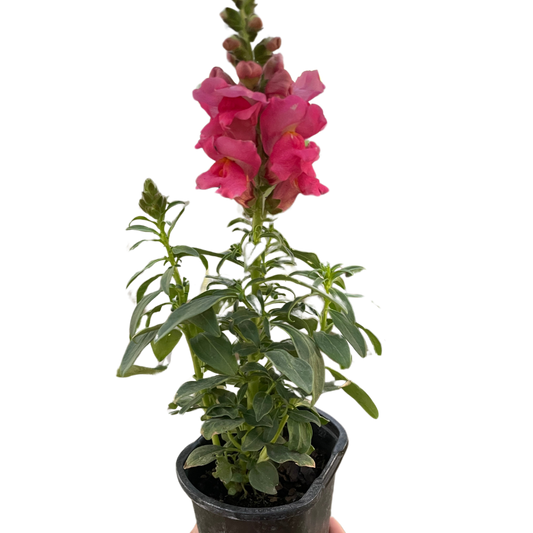 SnapDragon potted plant
