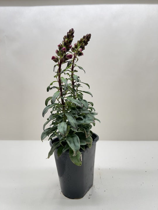 SnapDragon potted plant