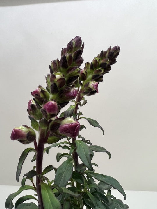 SnapDragon potted plant