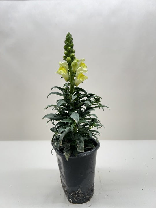 SnapDragon potted plant