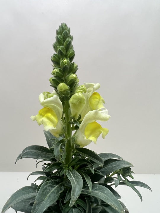 SnapDragon potted plant