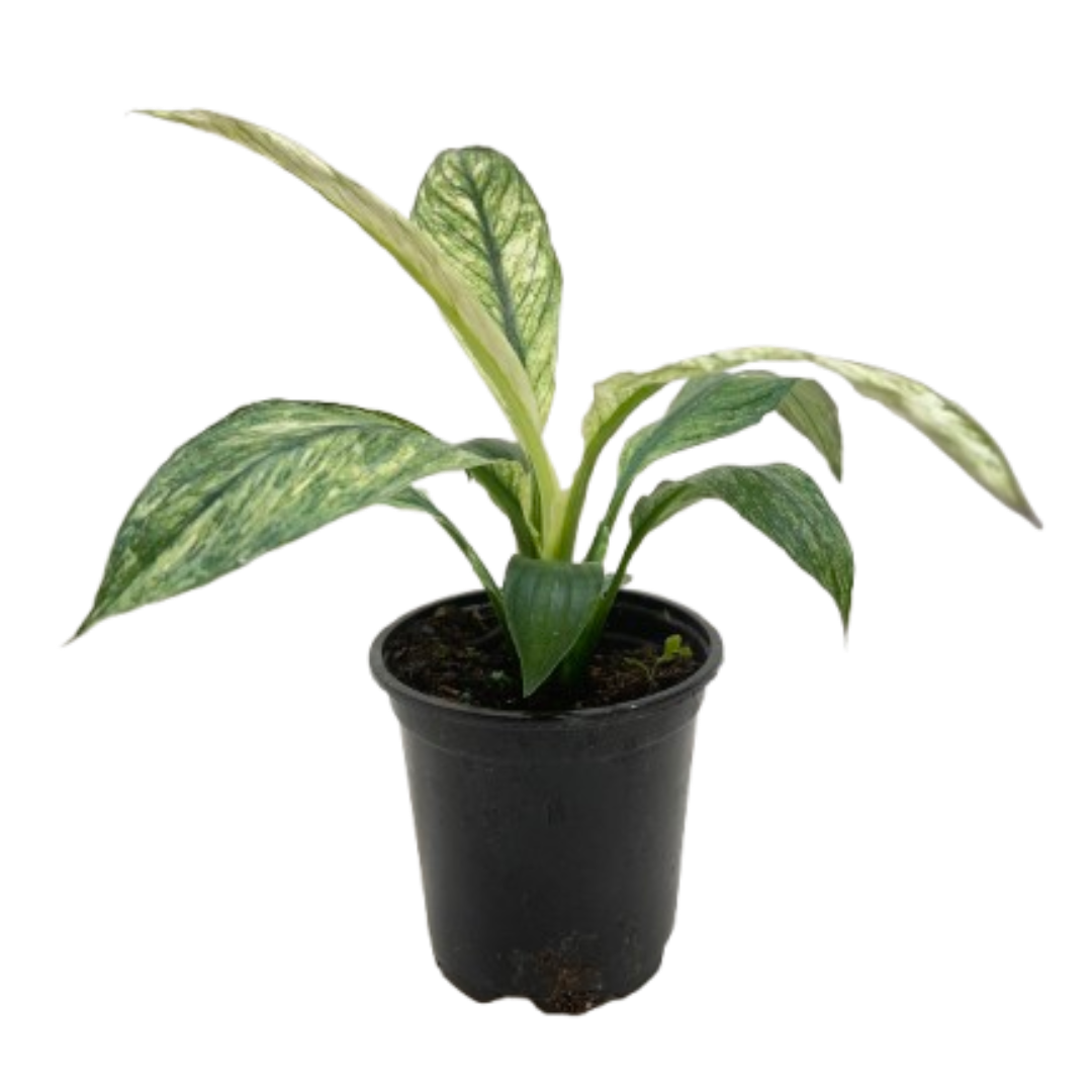 Spathiphyllum Jessica potted plant