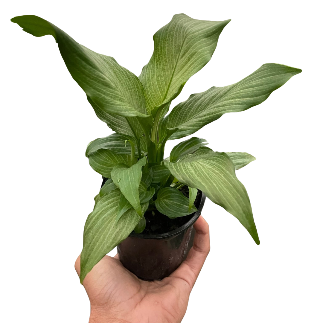 Spathiphyllum 'Platinum Mist' potted plant