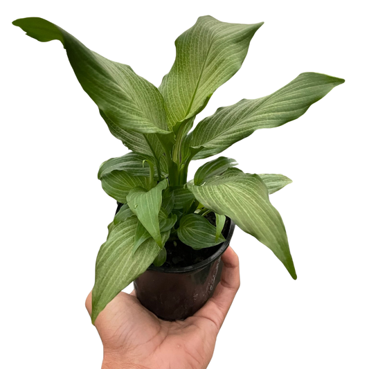 Spathiphyllum 'Platinum Mist' potted plant
