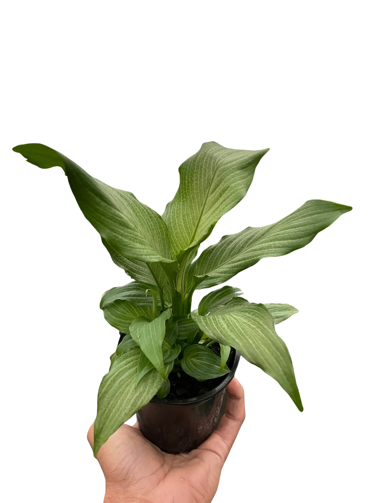 Spathiphyllum 'Platinum Mist' potted plant