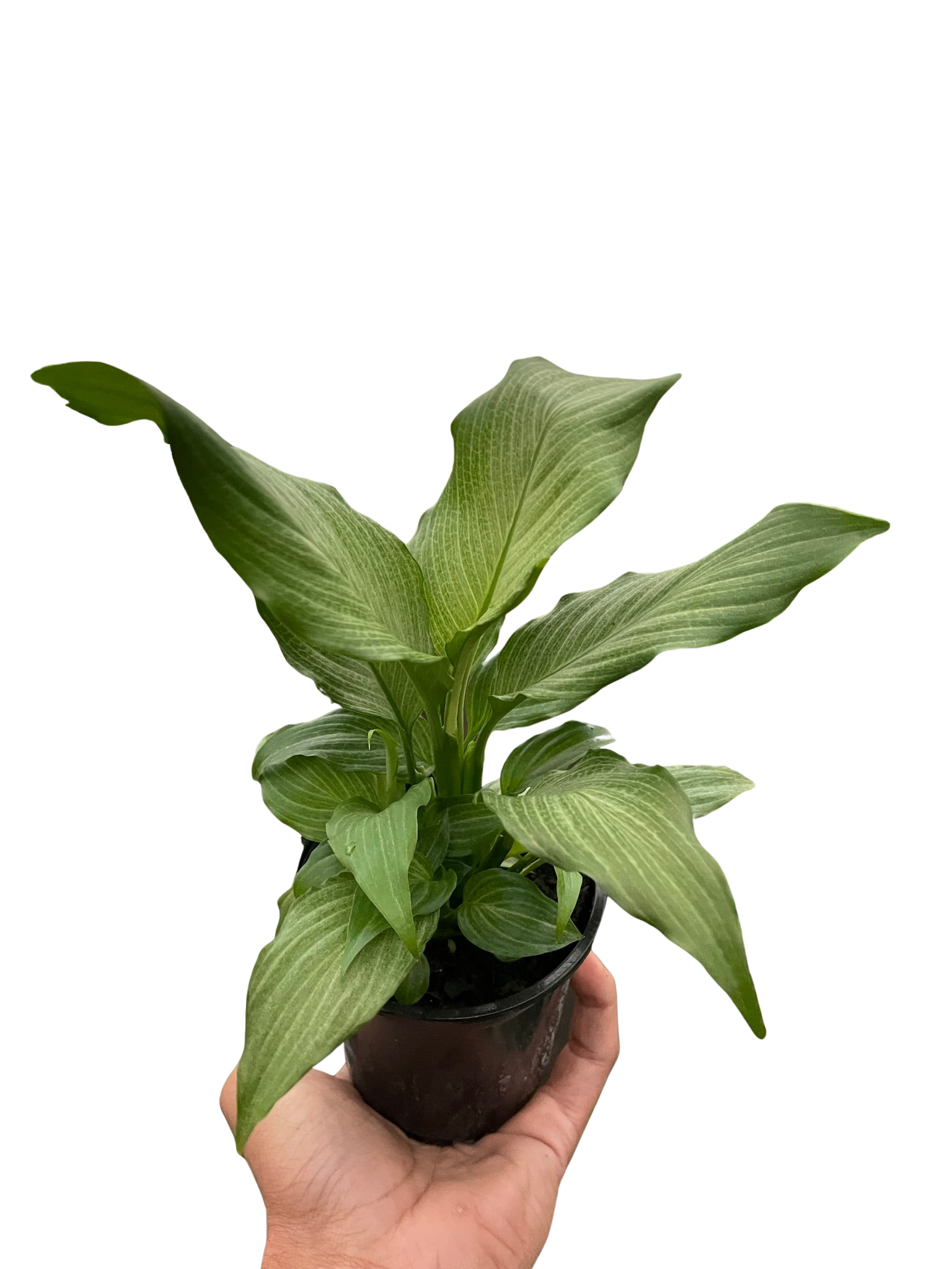 Spathiphyllum 'Platinum Mist' potted plant