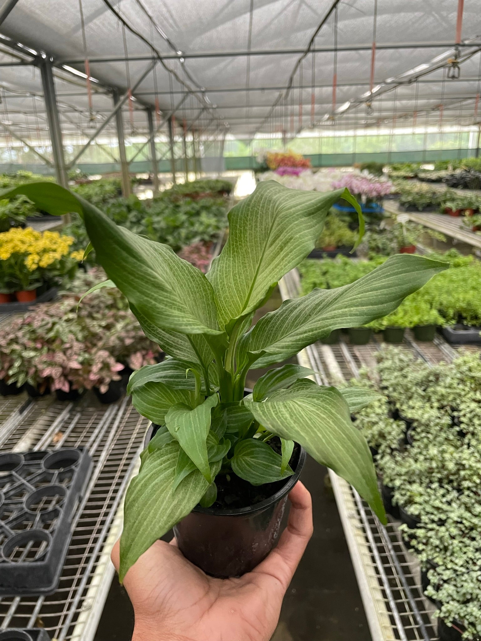Spathiphyllum 'Platinum Mist' potted plant