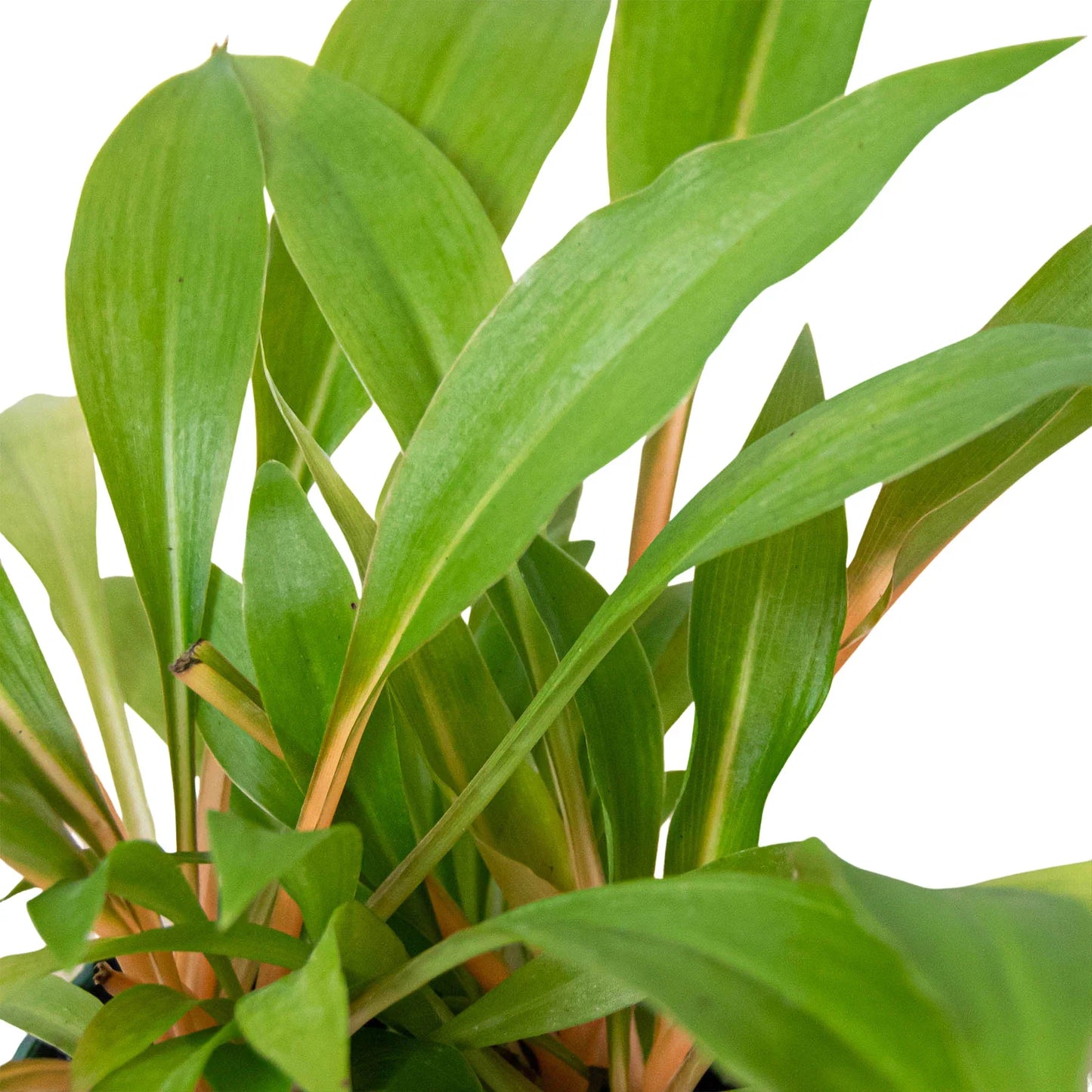 Spider Plant 'Fire Flash' potted plant