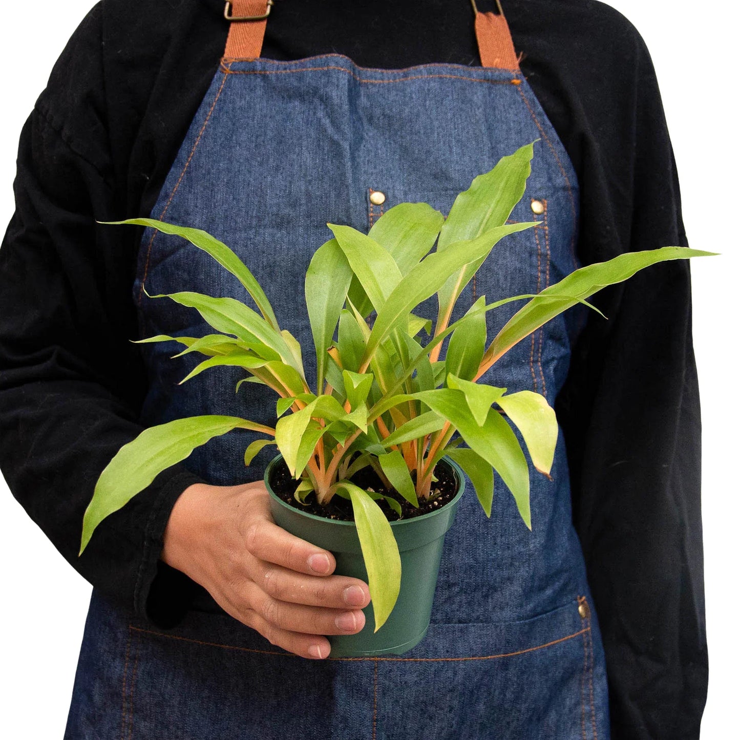 Spider Plant 'Fire Flash' potted plant