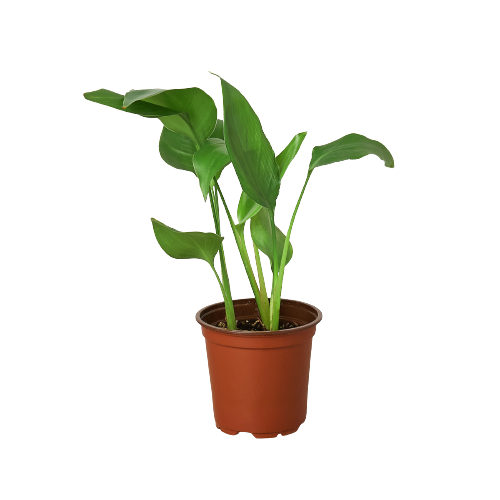 White Bird of Paradise 'Strelitzia Nicolai' potted plant