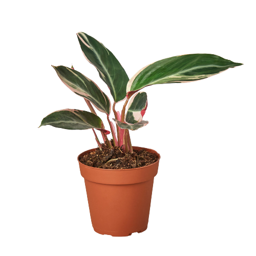 Stromanthe Triostar 4" potted plant