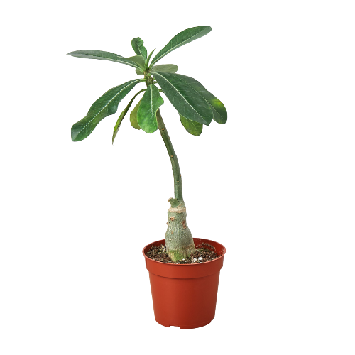 1 Succulent Monthly Subscription Box potted plant