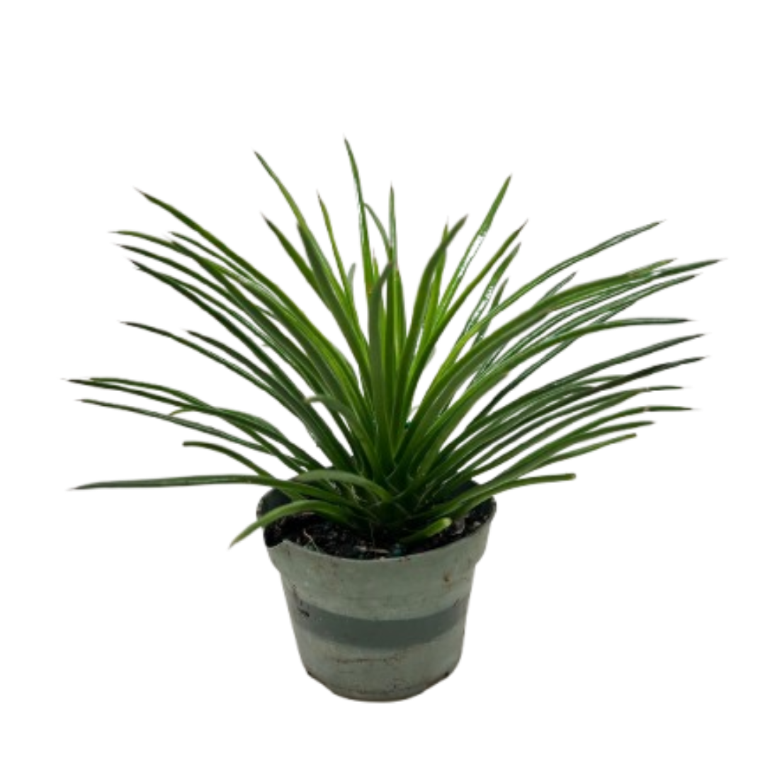 Succulent Agave Twin Flower potted plant