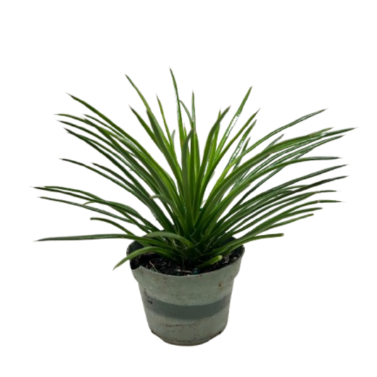 Succulent Agave Twin Flower potted plant