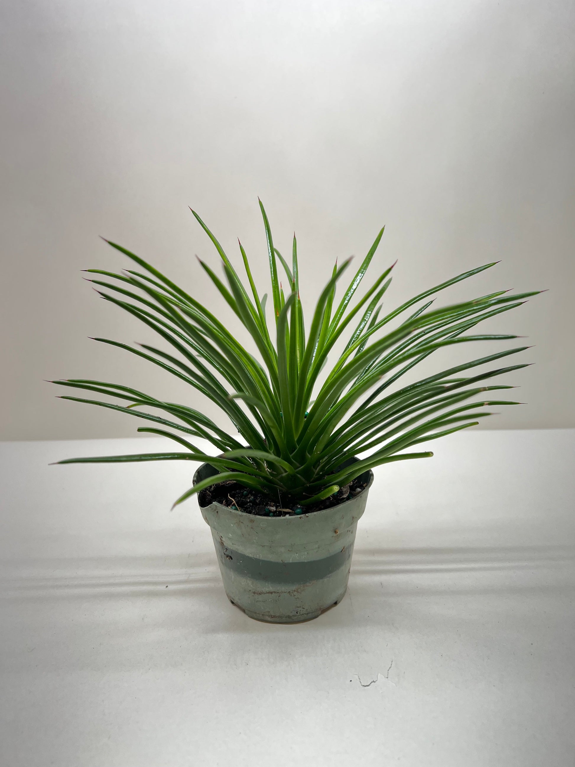Succulent Agave Twin Flower potted plant