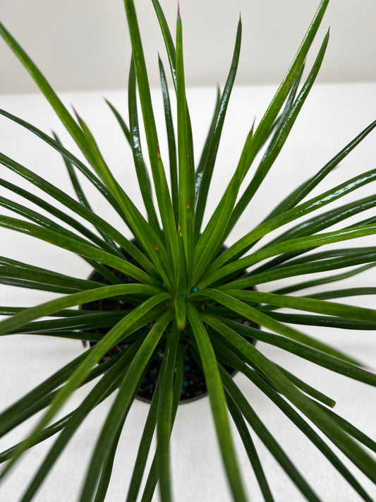Succulent Agave Twin Flower potted plant