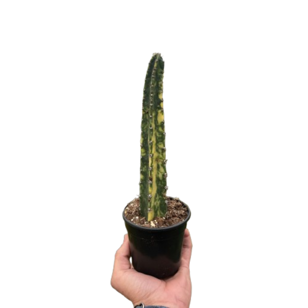 Variegated Blue Candle Cactus potted plant