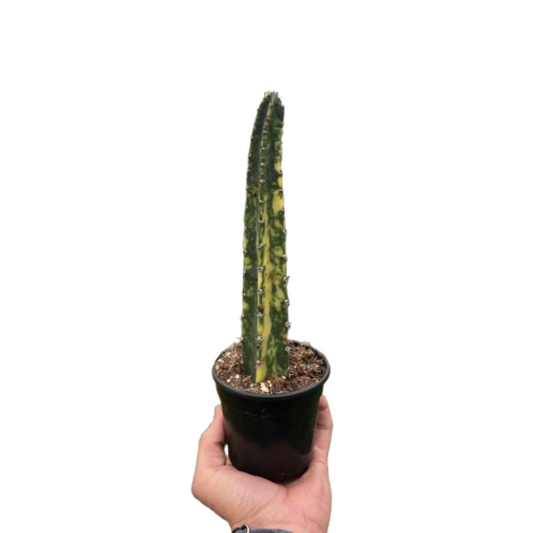 Variegated Blue Candle Cactus potted plant