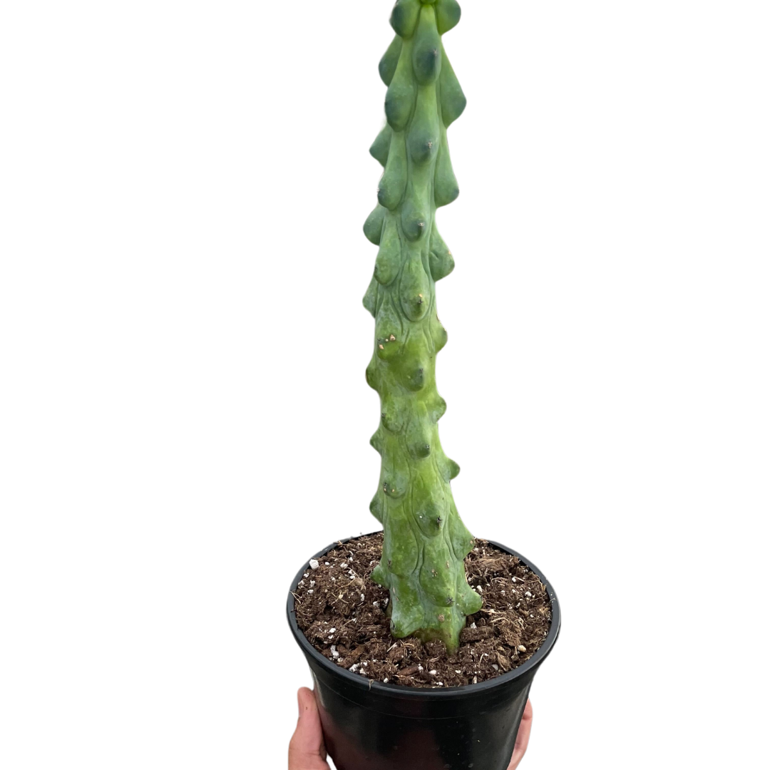 Boobie Cactus potted plant