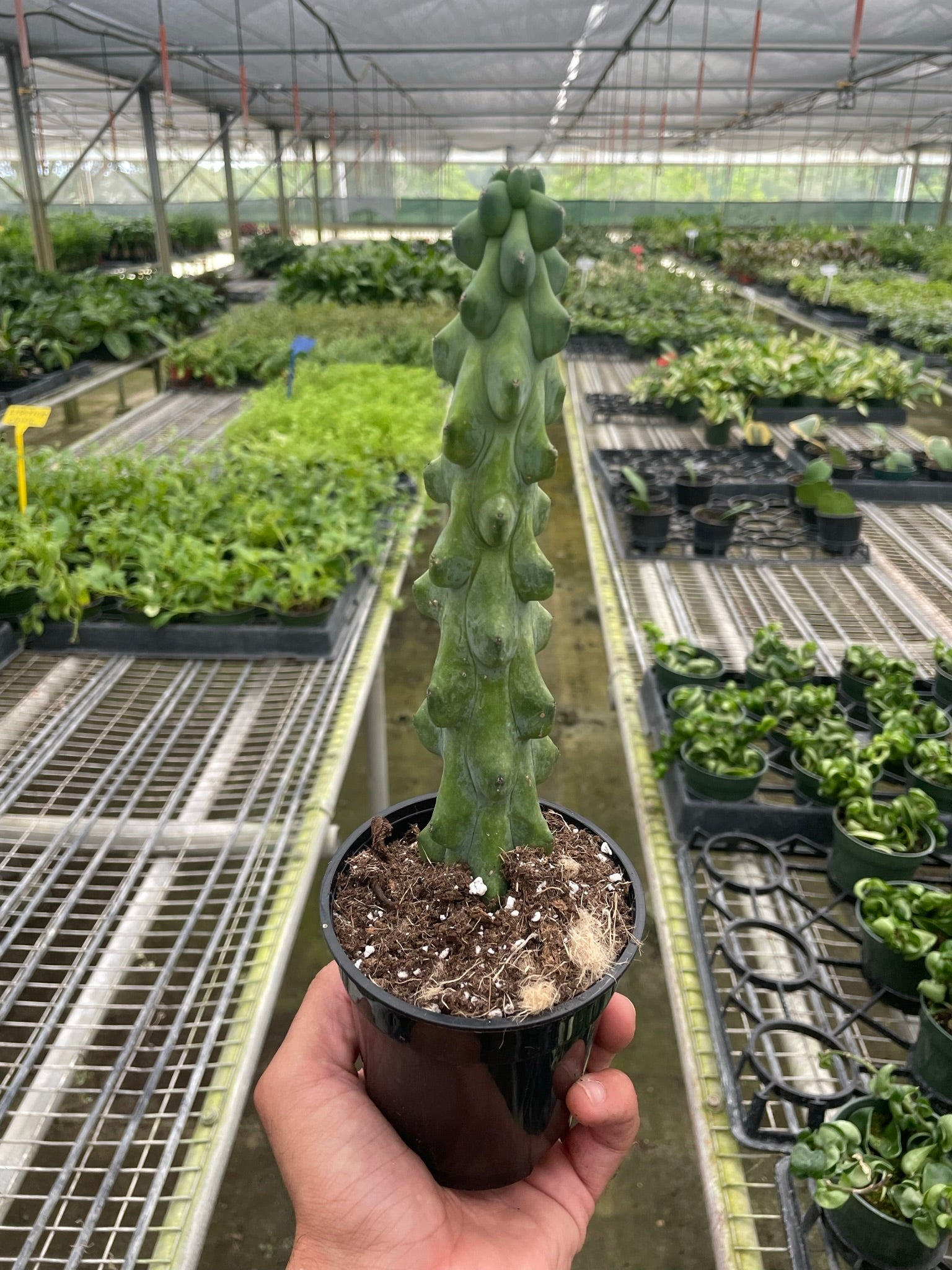Boobie Cactus potted plant
