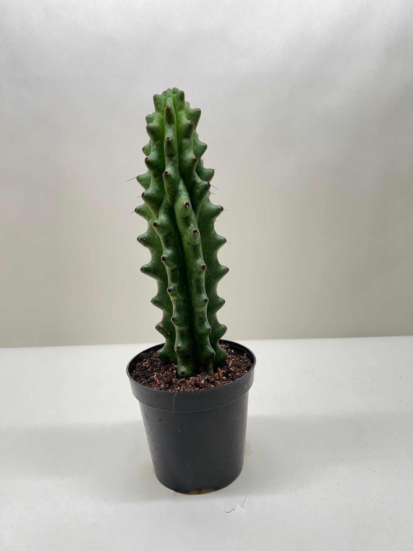 Succulent Cactus Ghost White Boobie potted plant