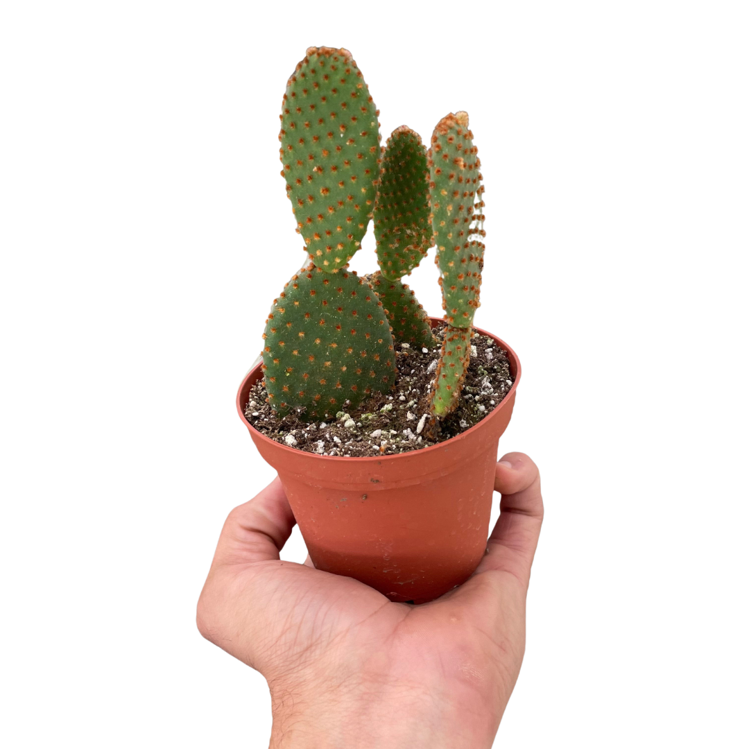 Opuntia 'Microdasys' (Bunny Ear Cactus) potted plant