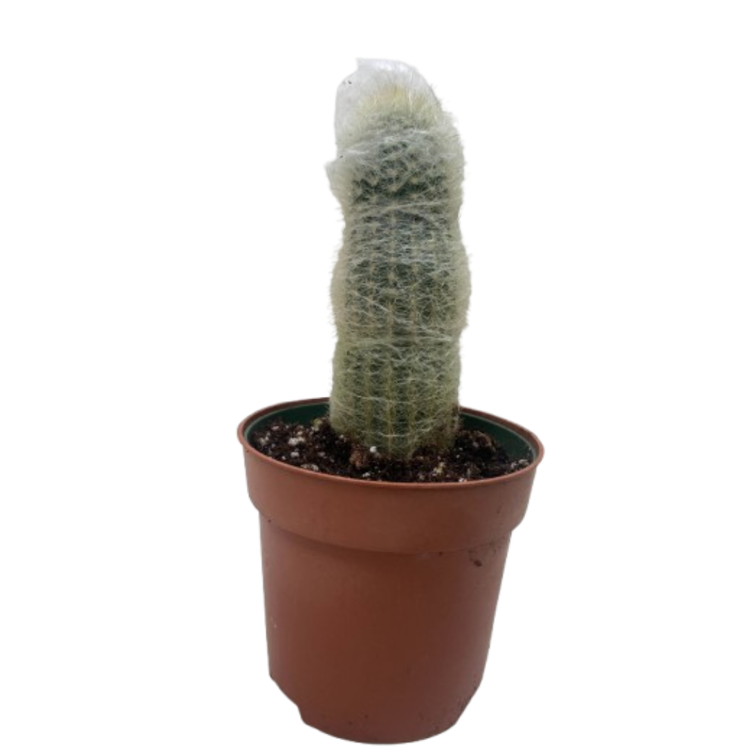 Succulent Cactus Old Man potted plant