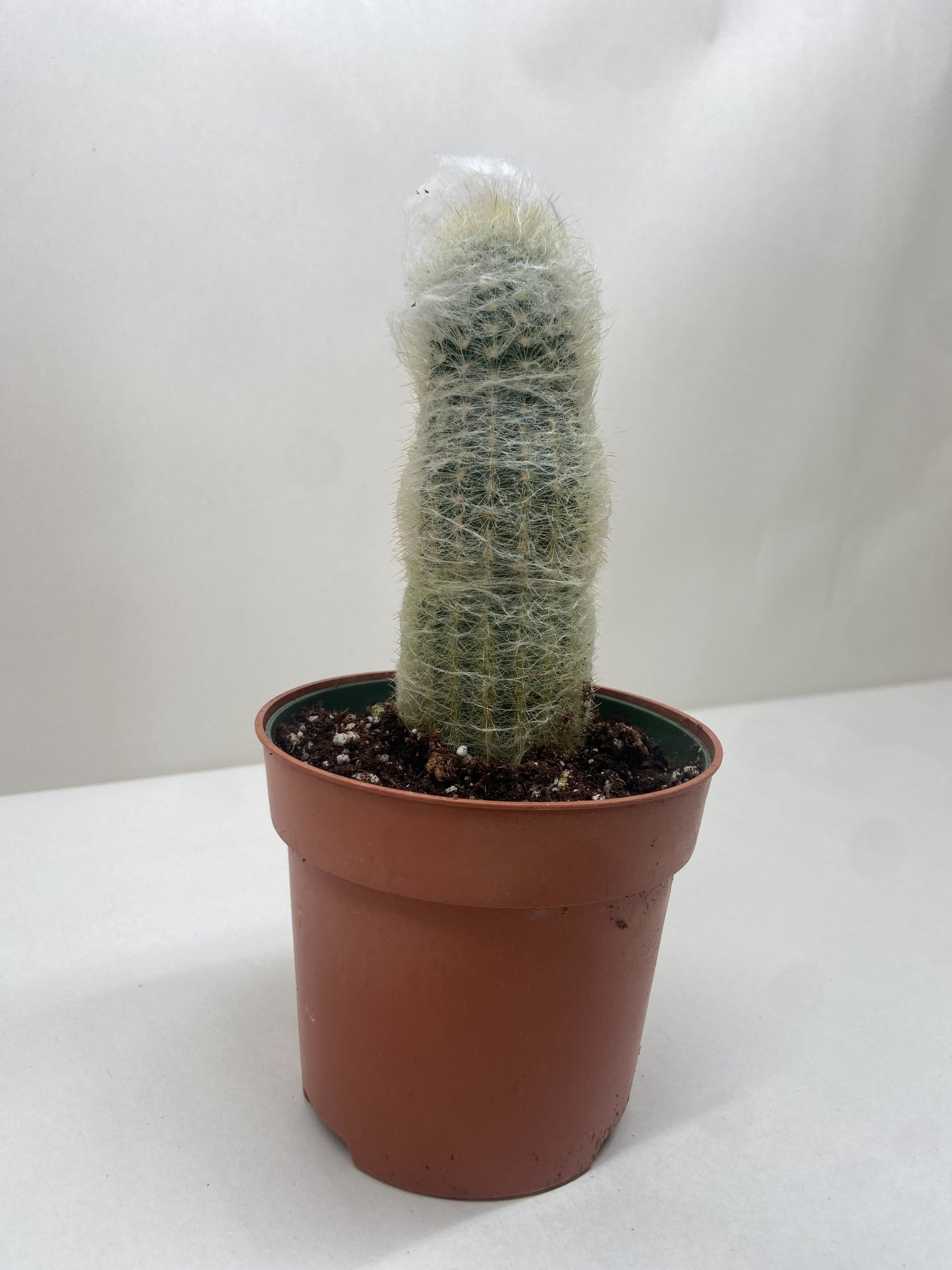 Succulent Cactus Old Man potted plant