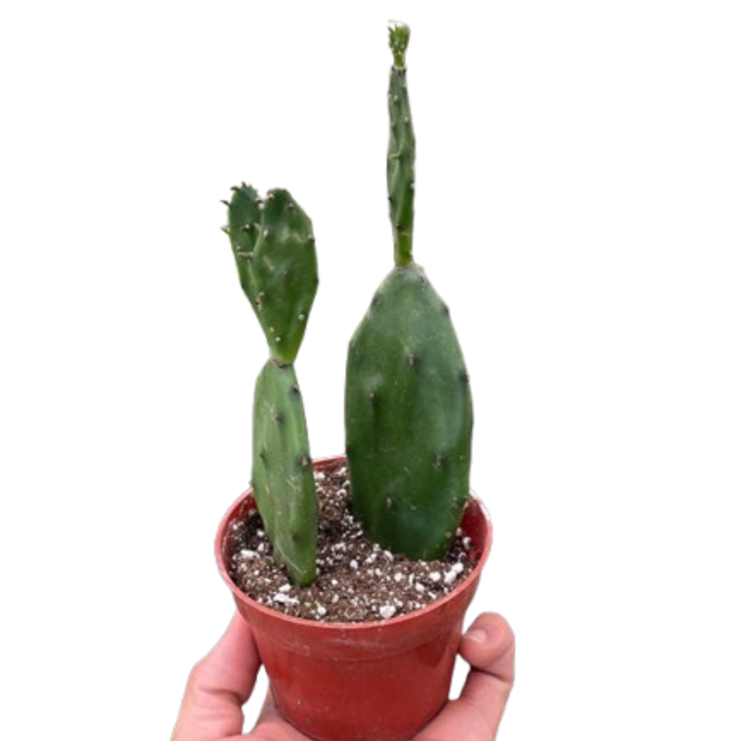 Succulent Prickly Pear Cactus 4" potted plant
