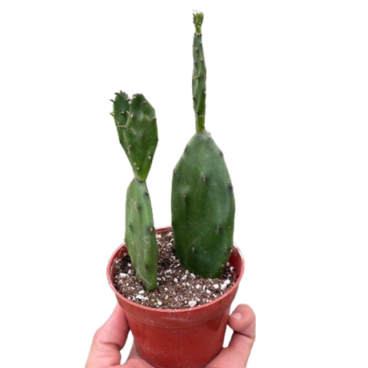 Succulent Prickly Pear Cactus 4" potted plant