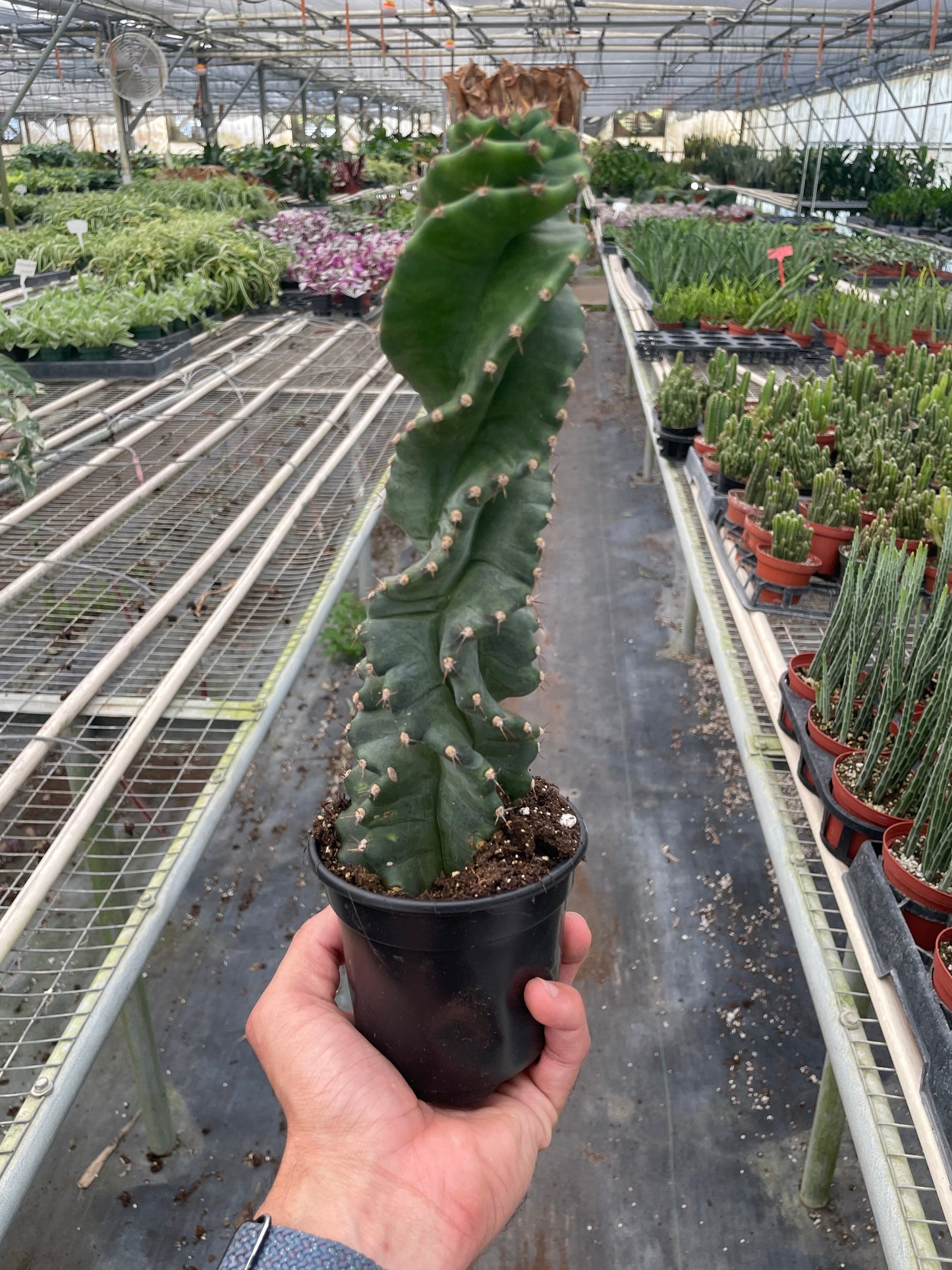 Cereus forbesii 'Spiralis' potted plant