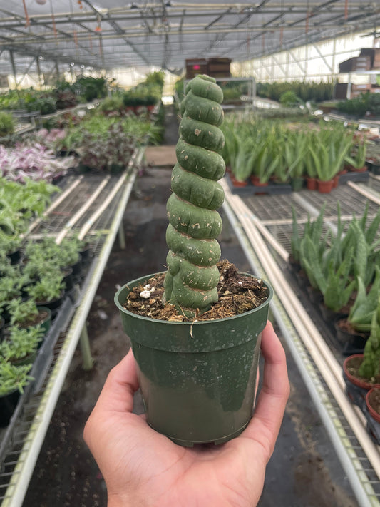 Succulent Unicorn Cactus potted plant