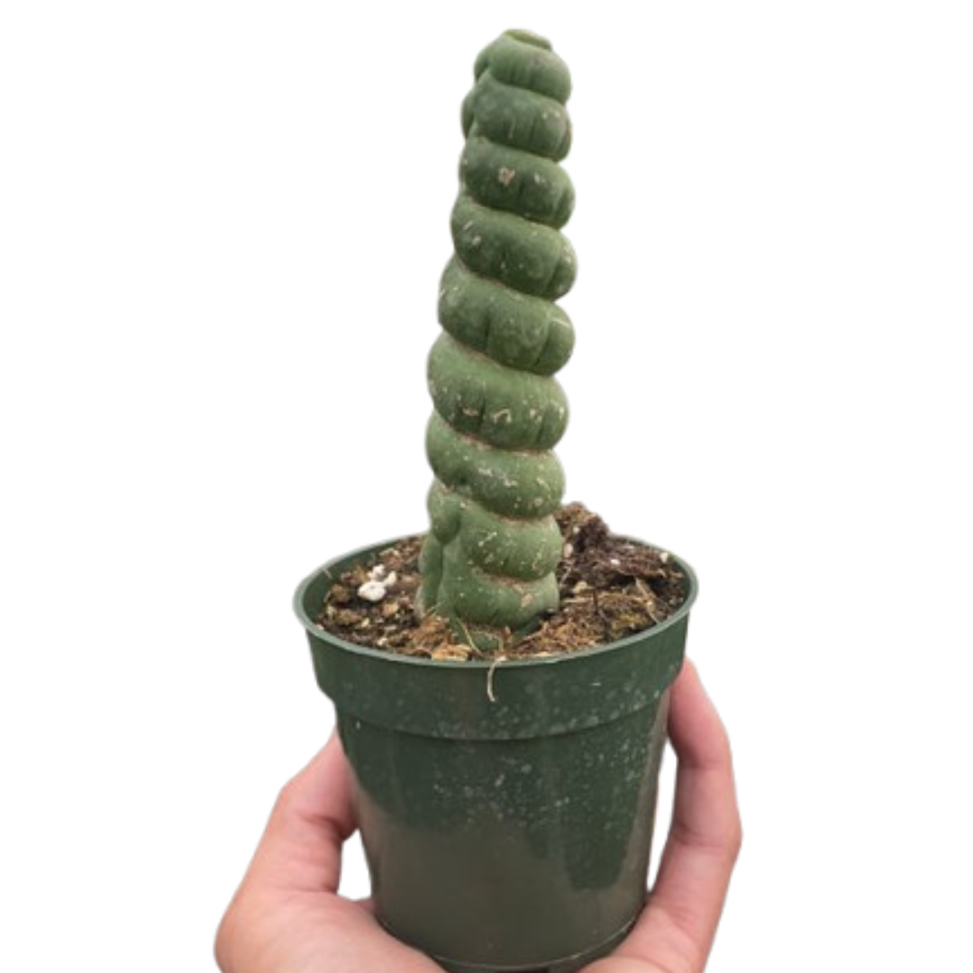 Succulent Unicorn Cactus potted plant