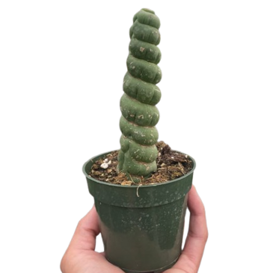 Succulent Unicorn Cactus potted plant
