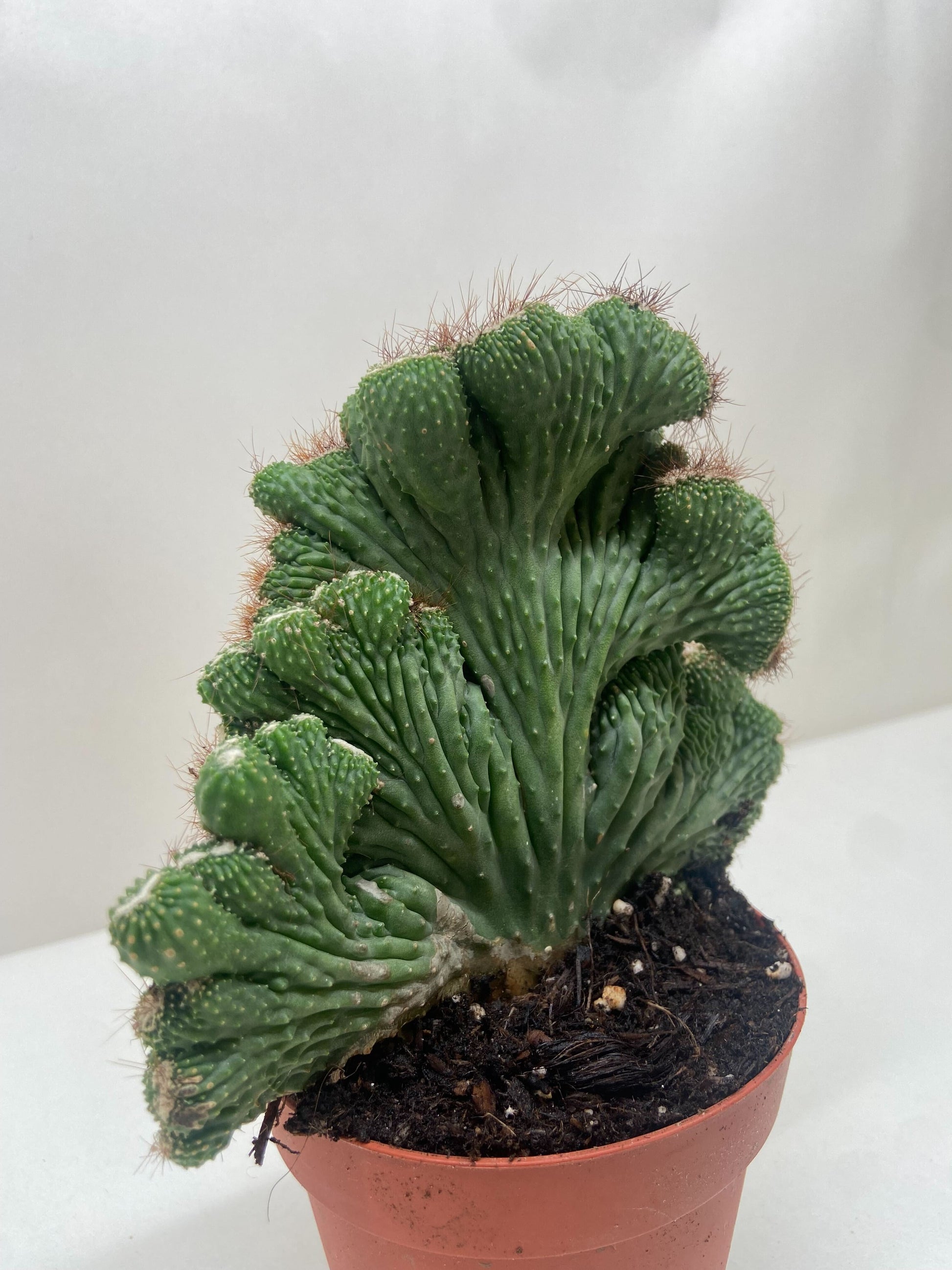 Succulent Cereus Coral Green potted plant