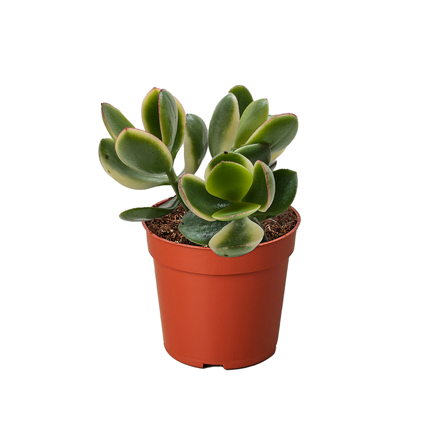 Succulent Crassula Jade Variegated potted plant